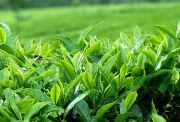 تصویب یارانه ۲ میلیارد تومانی نخستین بار برای نهال چای