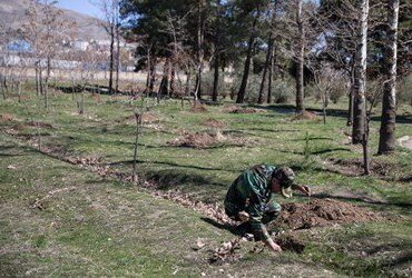 کاشت ۴۸ هزار نهال از سوی ارتش در روز درختکاری