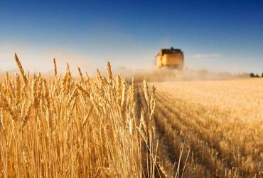 دولت  قیمت خرید تضینی خود از گندم کاران  در سال ۱۴۰۱را اعلام کرد