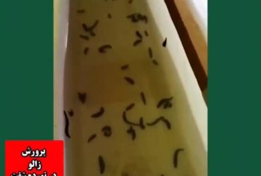 پرورش زالو در نورده شفت
