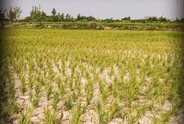 تامین آب برنج گیلان بحرانی شد