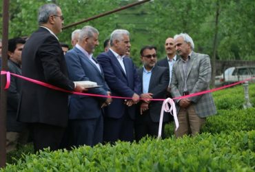 برداشت برگ سبز چای بهاره در گیلان آغاز شد