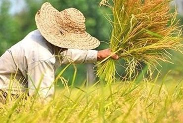 اجرا‌نشدن سند ملی امنیت غذایی یک تهدید برای کشور است