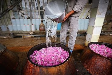ظرفیت بی‌نظیر گل محمدی شفت در صنعت توریسم کشاورزی شمال ایران