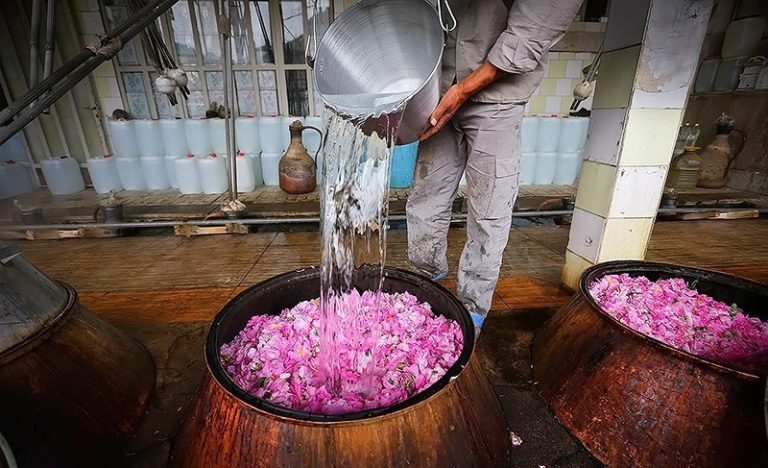 ظرفیت بی‌نظیر گل محمدی شفت در صنعت توریسم کشاورزی شمال ایران